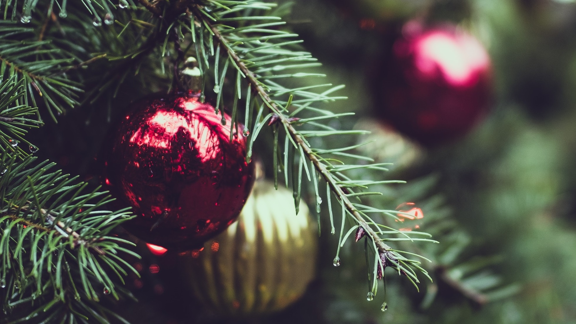 Christmas Trees Hire Superplants | Superplants Ltd